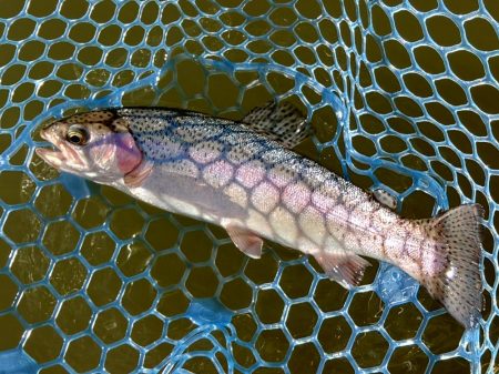 久しぶりにフライも　～岡崎トラウトポンド～…